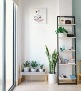 decoración con Plantas